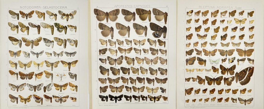 Adalbert Seitz – Set of 3 Chromolithographs – Old World Moths: Bleptina adrapsa (1 of 4)