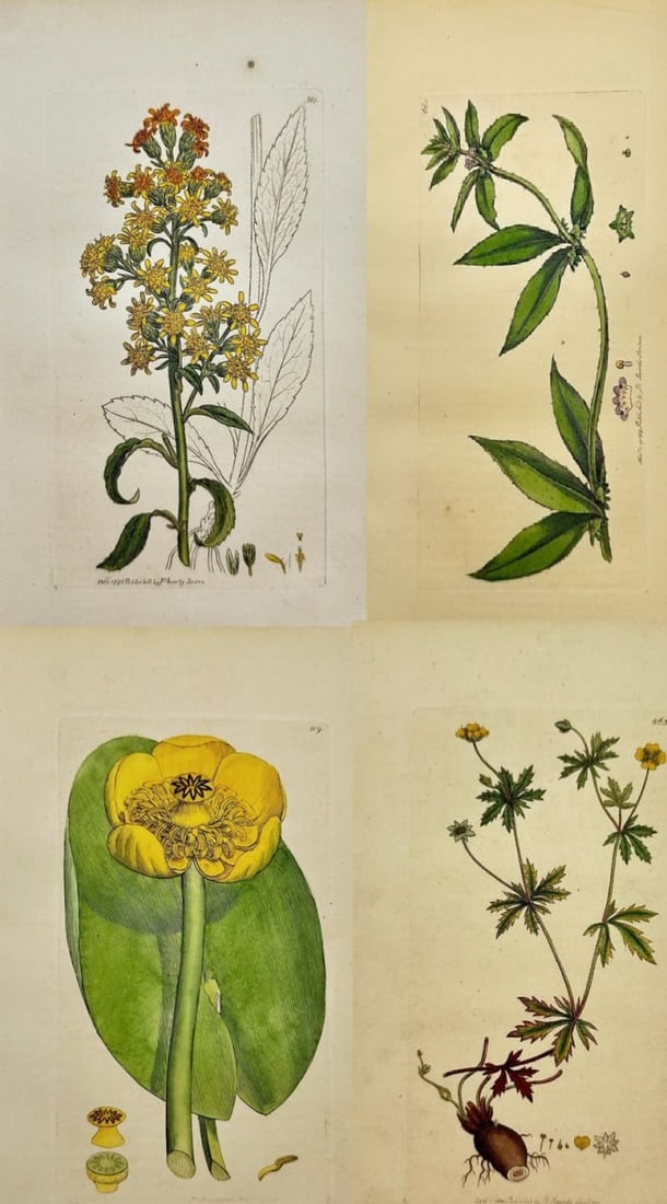 James Sowerby – Set of 4 Botanical Prints – Asperugo Procumbens, Nymphaea Lutea (1 of 5)