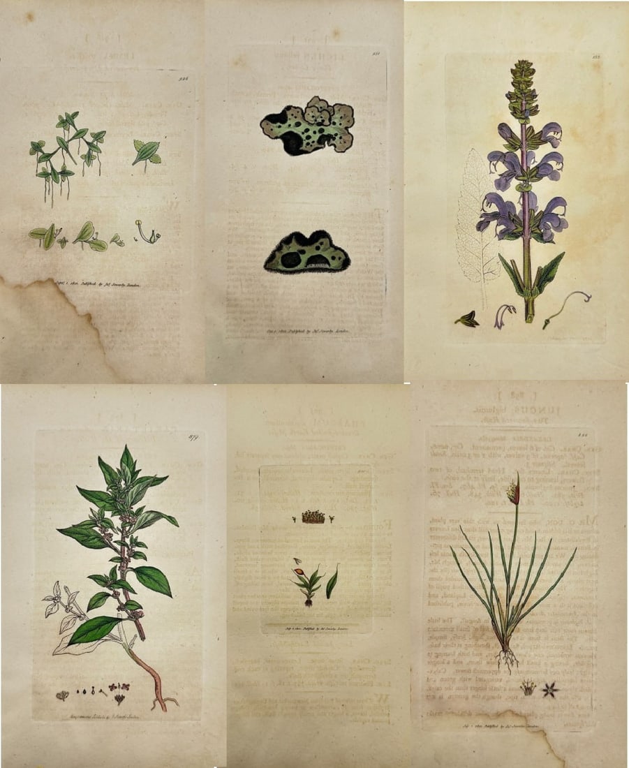 James Sowerby – Set of 6 Botanical Prints – Lemna, Lichen, Parietaria, Juncus, Salvia: This set includes 6 hand-coloured botanical engravings by James Sowerby, each drawn from the first edition of English Botany, published by J. Davis in London between 1790 and 1814. The featured specie
