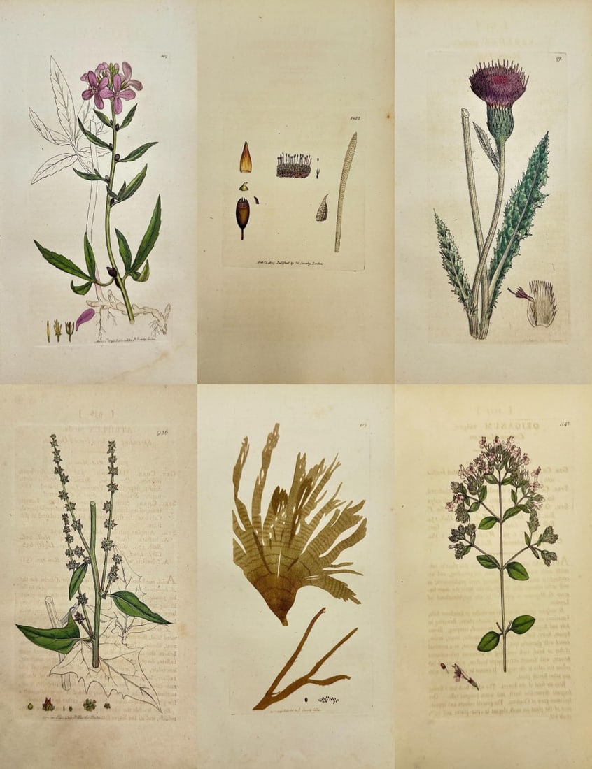 James Sowerby – Set of 6 Botanical Prints – Dentaria, Grimmia, Carduus, Atriplex, Ulva, Origanum: This set includes 6 hand-coloured engravings by James Sowerby from the renowned botanical series English Botany, published by J. Davis in London between 1790 and 1814. The featured species are: Dentar