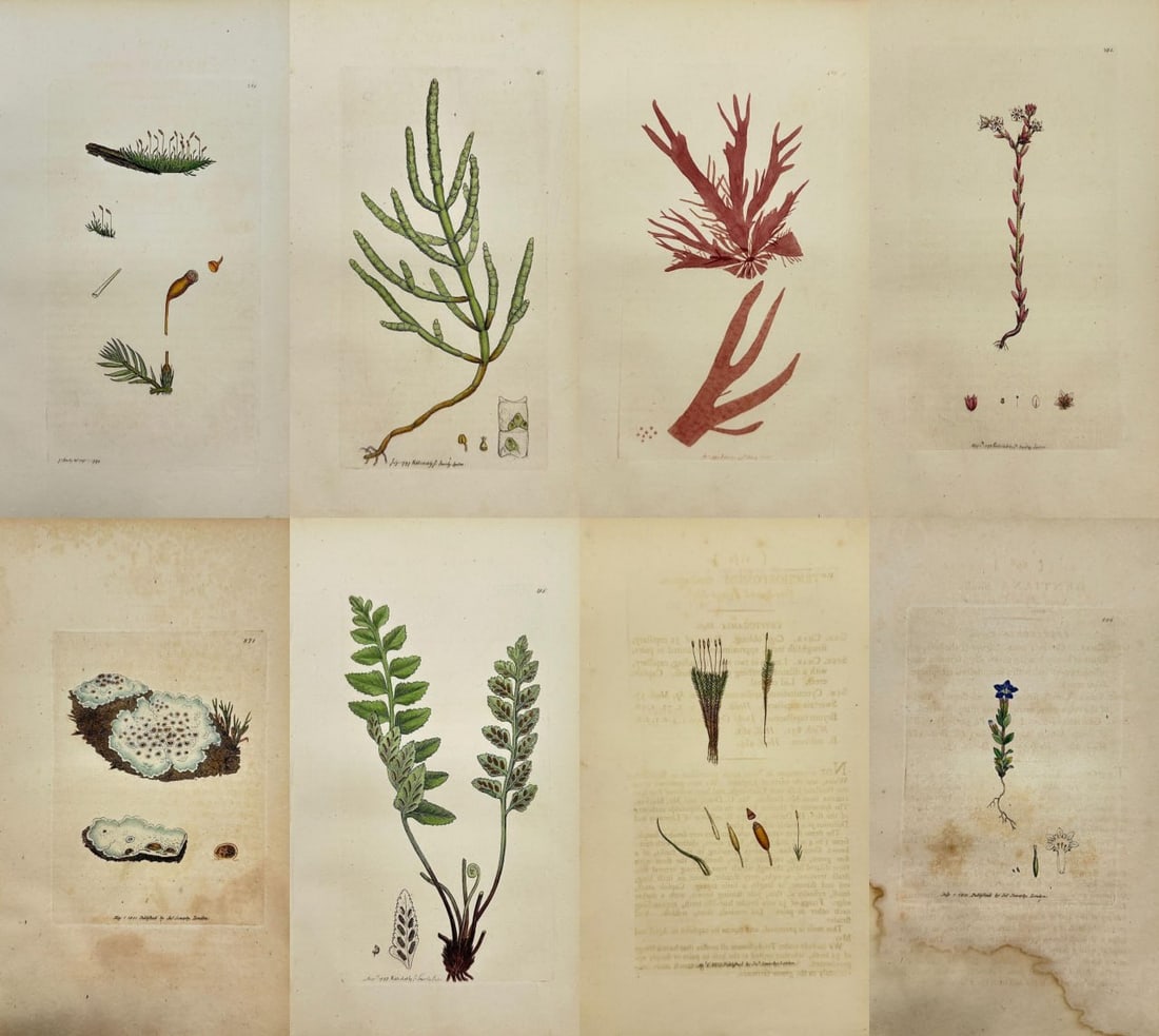 James Sowerby – Set of 8 Botanical Prints – Mosses, Lichens, Ferns, and Flowering Plants: This set features 8 hand-coloured botanical engravings by James Sowerby from the landmark publication English Botany, issued in London between 1790 and 1814 by J. Davis. The selected plates include a 