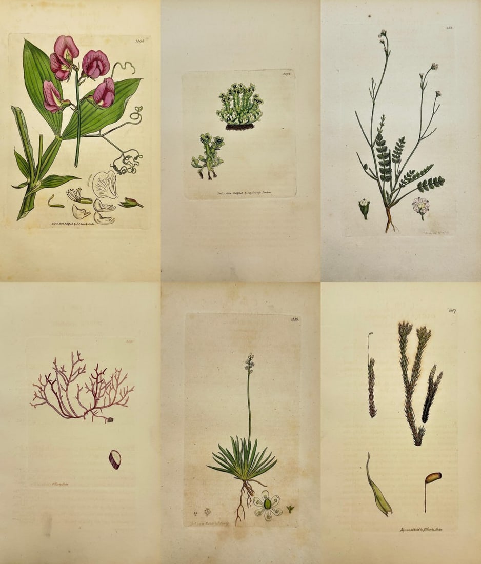 James Sowerby – Set of 6 Botanical Prints – Pea, Lichens, Mosses, Algae, and Wildflowers: This set includes 6 hand-coloured engravings by James Sowerby from the renowned English Botany series, published in London between 1790 and 1814 by J. Davis. The featured species are: Lathyrus latifol
