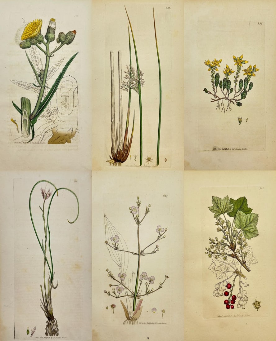 James Sowerby – Set of 6 Botanical Prints – Marsh Sowthistle, Soft Rush, Biting Stone-crop: This antique set includes six hand-coloured botanical engravings by James Sowerby, depicting a variety of flowering and aquatic plants native to the British Isles. Featured are Sonchus Palustris (Mars