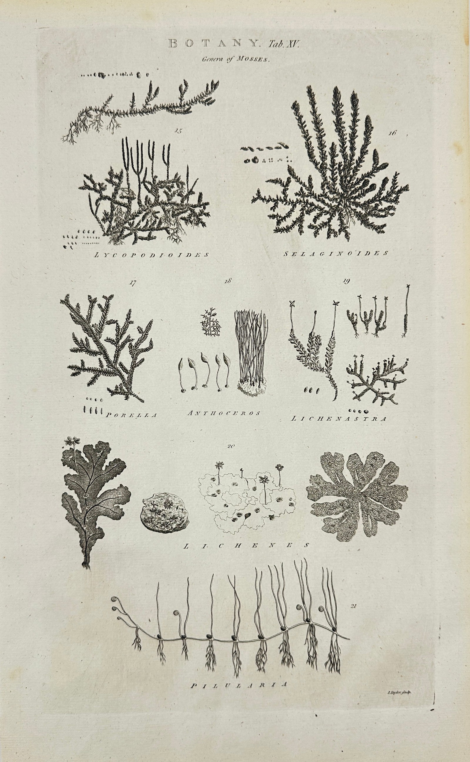 Ephraim Chambers & Abraham Rees – Growth of Mosses, Lichens and Liverworts: This antique botanical engraving titled "Growth of Mosses" illustrates a selection of cryptogamic plants, including various mosses, lichens, liverworts (Porrella, Anthoceros), and primitive vascular s