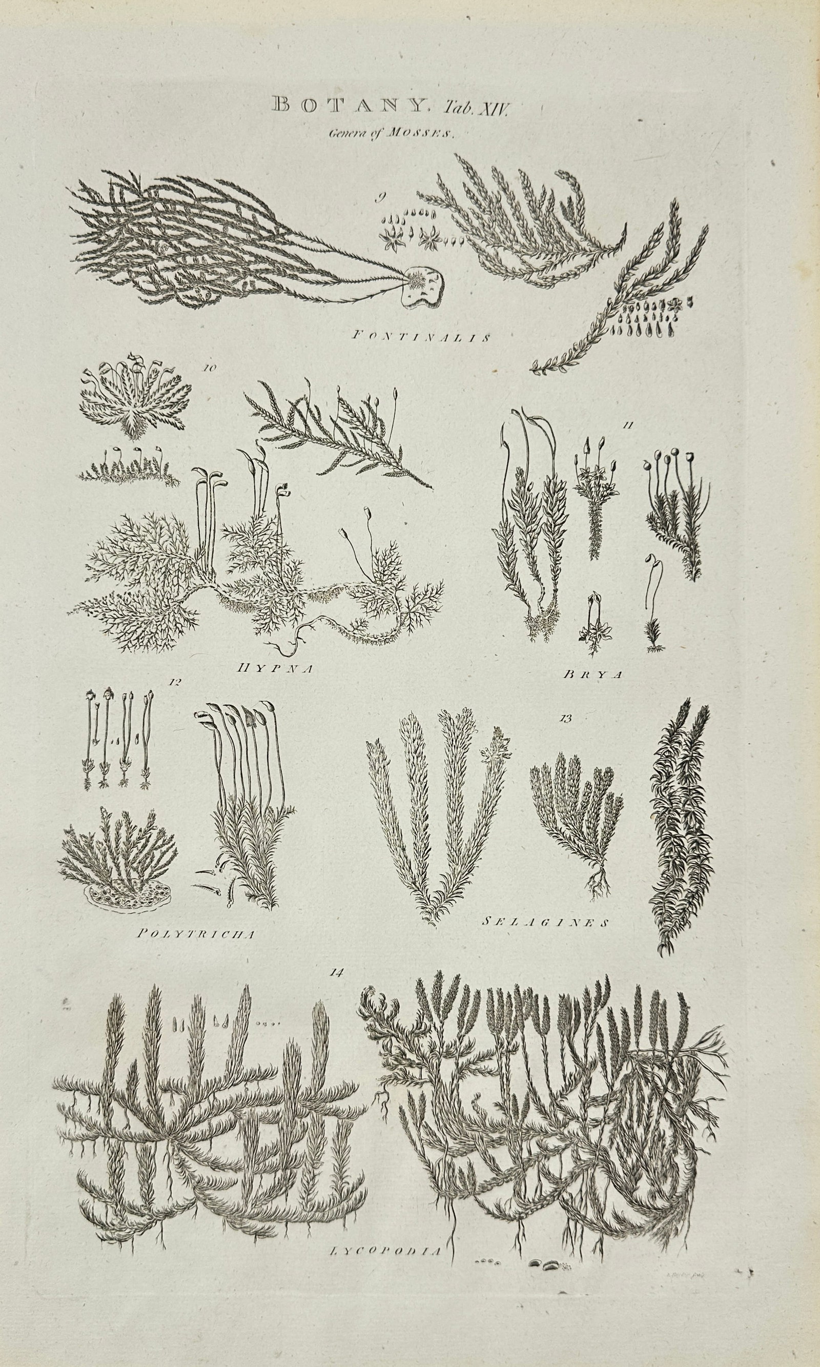 Ephraim Chambers – Genera of Mosses – Engraving (1788): This botanical plate presents detailed illustrations of moss genera including Fontinalis, Bryum, Hypnum, Polytricha, Selagines, and Lycopodia. Each specimen is depicted with scientific precision, high