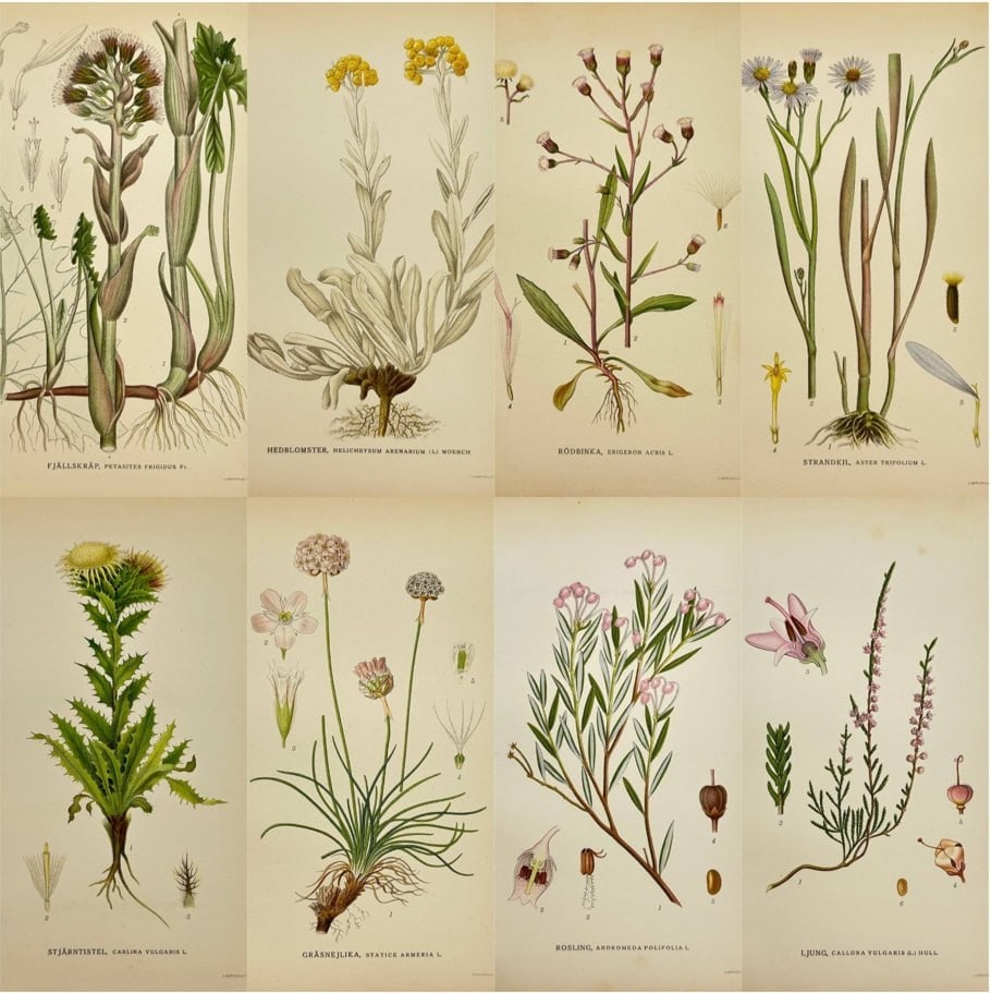 Carl Lindman – Set of 8 Botanical Prints – Helichrysum Arenarium, Petasites Frigidus: This set features eight finely detailed botanical chromolithographs from Carl Lindman’s Bilder ur Nordens Flora, published in Stockholm in 1922. The featured species include Sand Everlasting (Helich