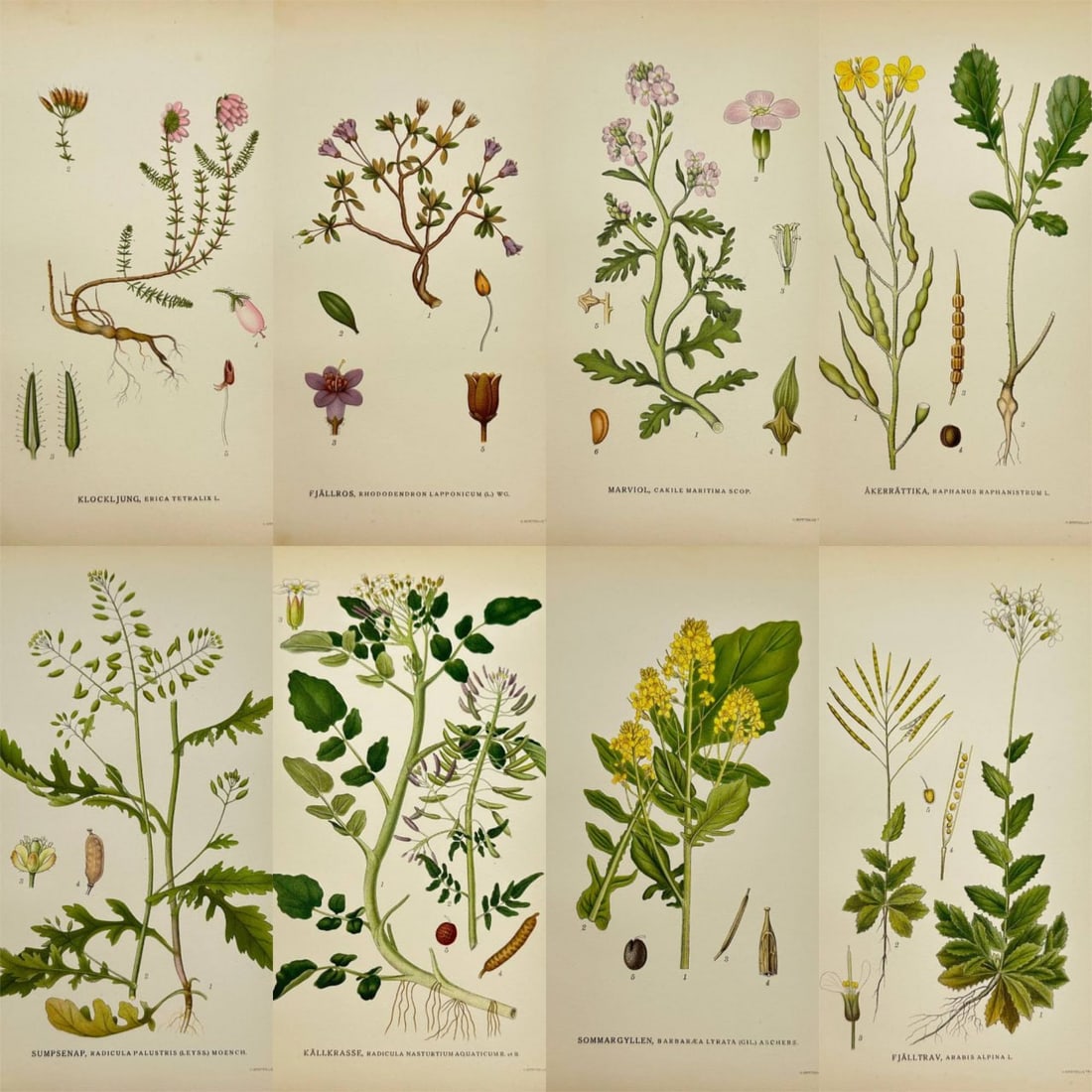 Carl Lindman – Set of 8 Botanical Prints – Erica Tetralix, Rhododendron Lapponicum, Cakile (1 of 9)