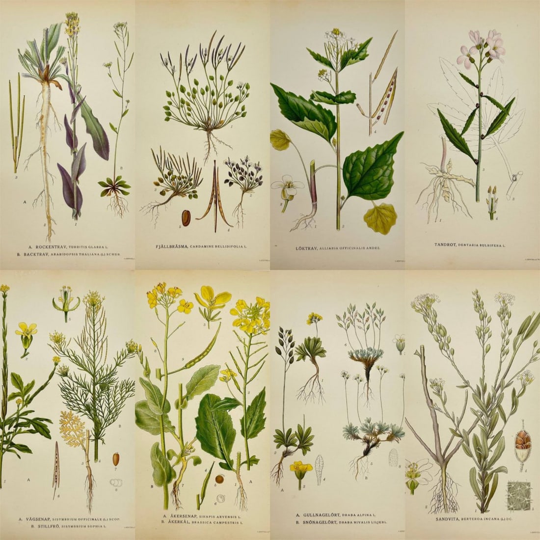 Carl Lindman – Set of 8 Botanical Prints – Tower Mustard, Thale Cress, Alpine Bittercress: This set features eight detailed chromolithographs from Bilder ur Nordens Flora by Carl Lindman, published in Stockholm in 1922. It includes Tower Mustard and Thale Cress, Alpine Bittercress (Cardamin
