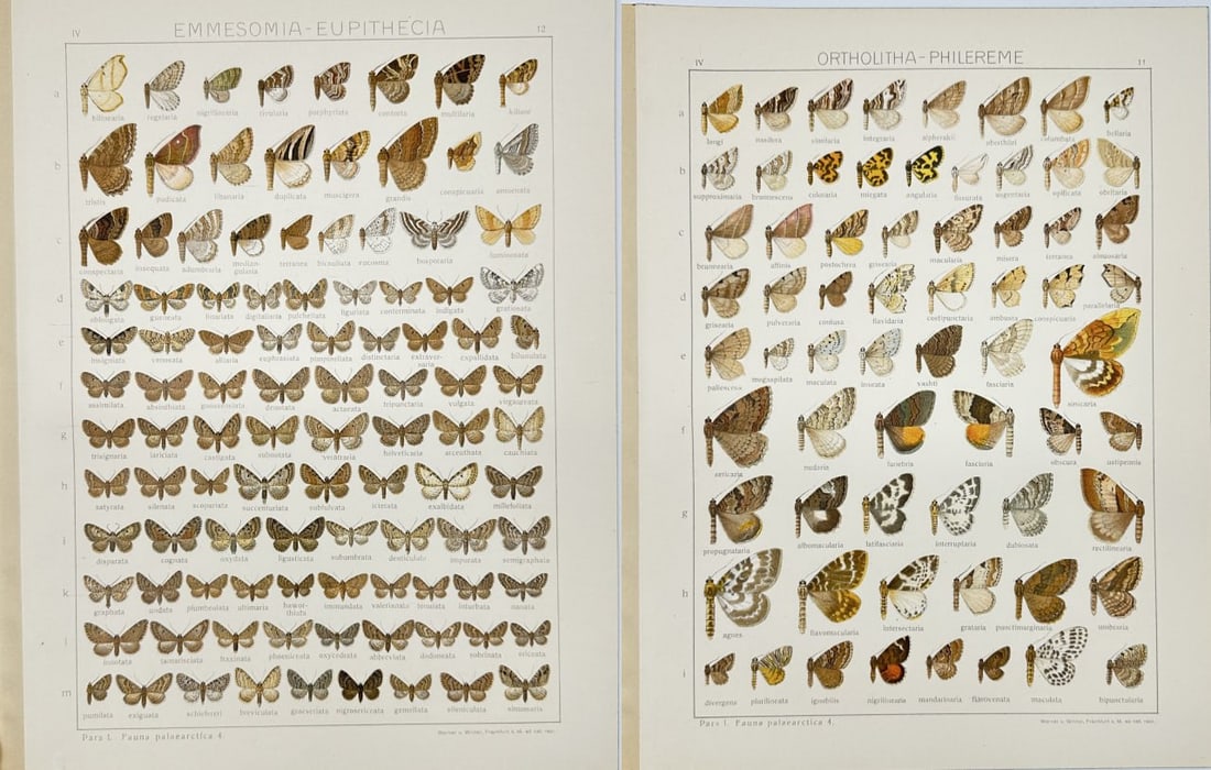Adalbert Seitz – Set of 2 Butterfly Prints – Ortholitha philereme & Emmesomia eupithecia (1 of 3)