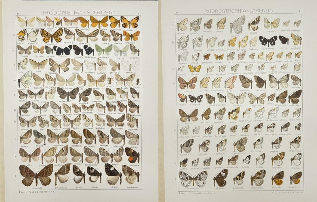 Adalbert Seitz – Set of 2 Butterfly Prints – Rhodometra & Scotosia – Chromolithographs (1 of 3)