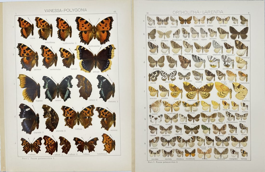 Adalbert Seitz – Set of 2 Butterfly Prints – Ortholitha Larentia & Vanessa Polygonia (1 of 3)