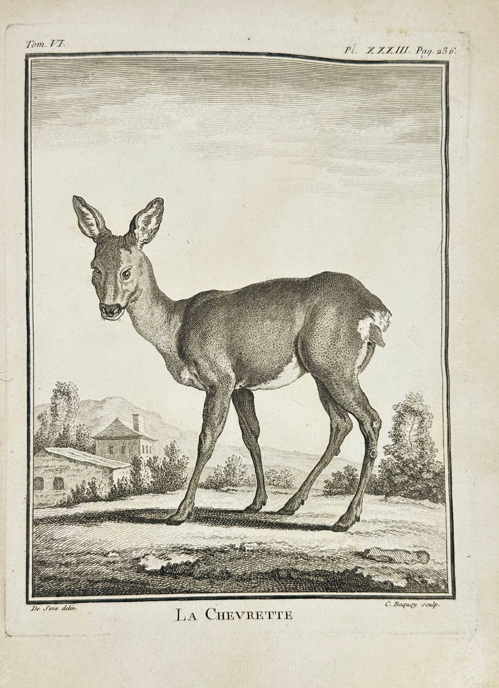 Jacques de Sève  – La Chevrette – Copperplate Engraving from Buffon's (1 of 3)