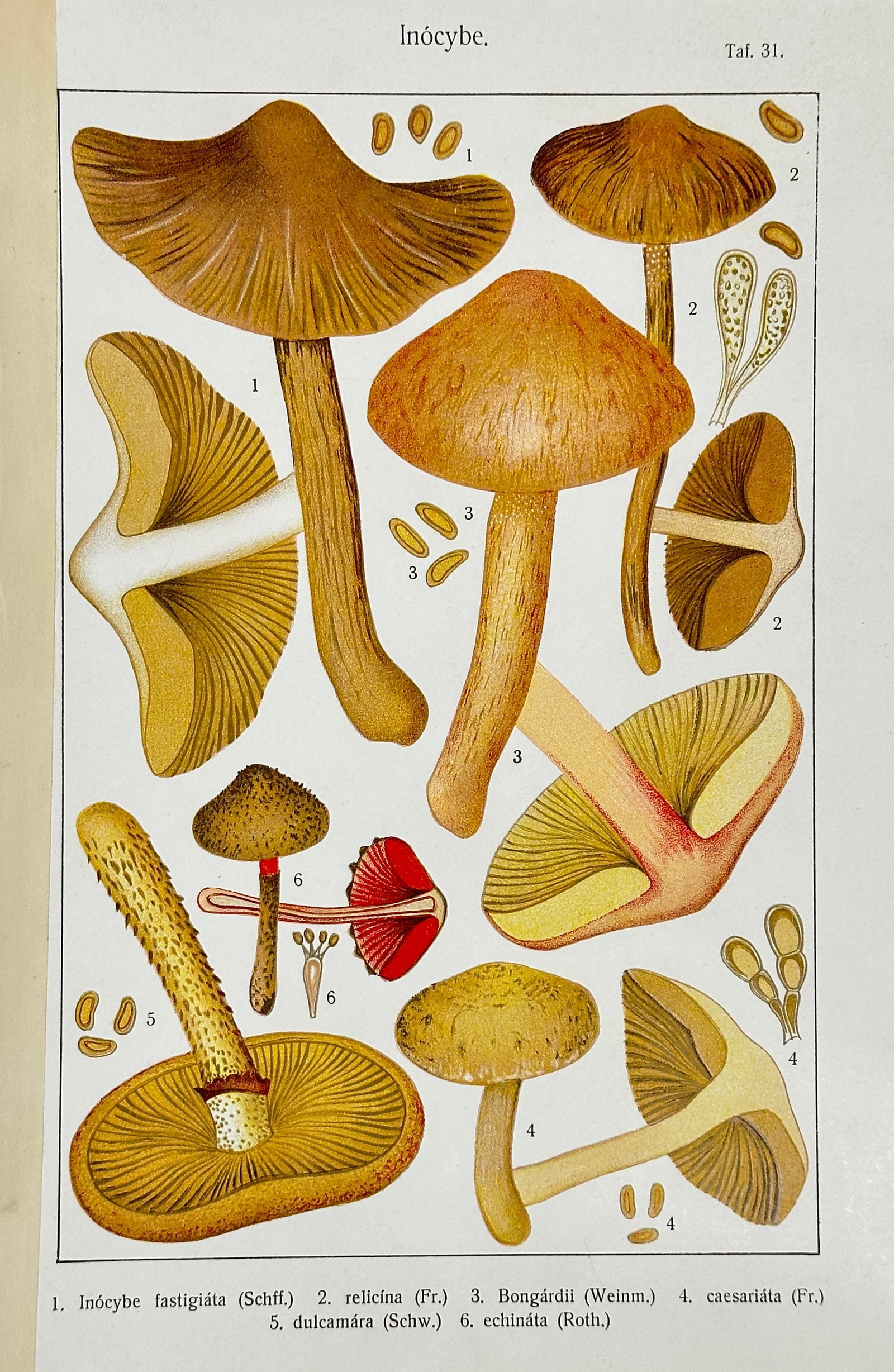 Inocybe – Botanical Mushroom Print – Inócybe fastigiáta, relicína, Bongárdii, caesaríta,: This is an original antique chromolithograph of mushrooms from the genus Inocybe, printed in Germany in 1915. The plate displays six species, labeled with their Latin names: fastigiáta, relicína, Bo
