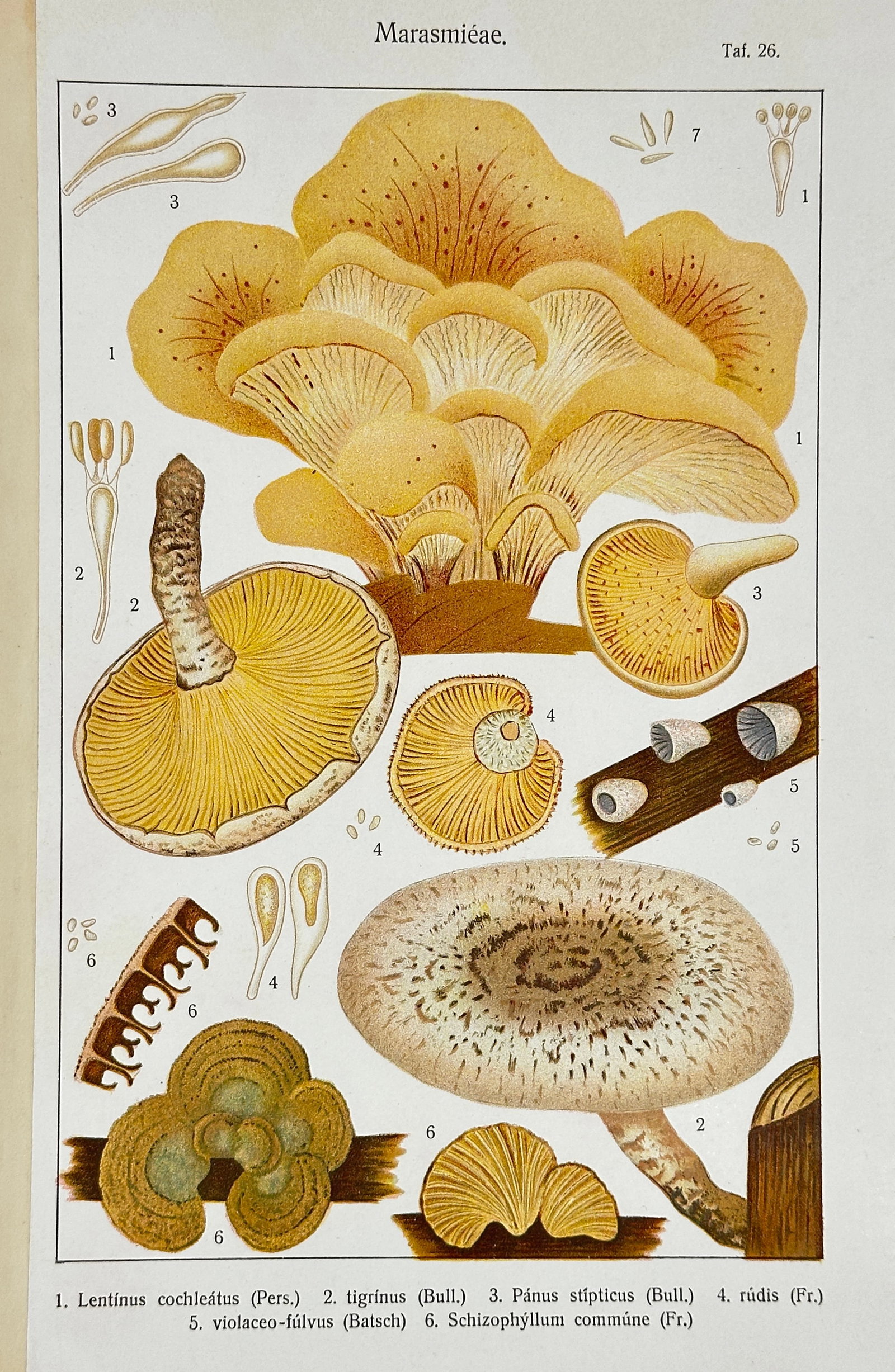 Marasmiaceae – Botanical Mushroom Print – Lentinus cochleatus, Panus stipiticus: This original antique chromolithograph features a detailed botanical study of fungi from the family Marasmiaceae, printed in Germany in 1915. The species illustrated include Lentinus cochleatus, tigri