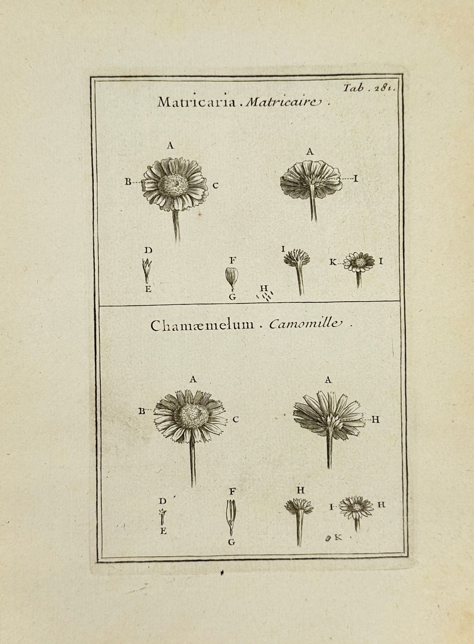 Joseph Pitton de Tournefort – Matricaria and Chamomilla Study – Botanical Engraving (c.1717) (1 of 3)