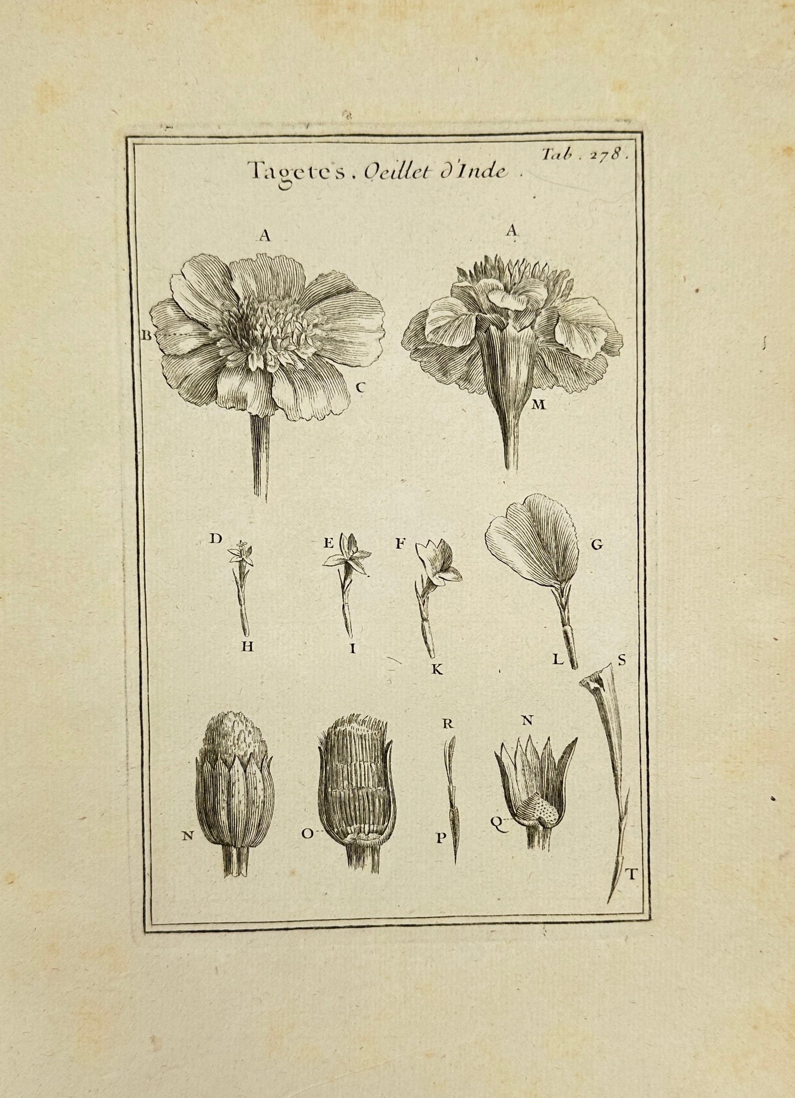 Joseph Pitton de Tournefort – Structural Study of Tagetes (Oeillet d’Inde) – Botanical: This antique copperplate engraving presents the detailed botanical anatomy of Tagetes, commonly known as the French marigold (Oeillet d’Inde in French). The illustration dissects the flower into its