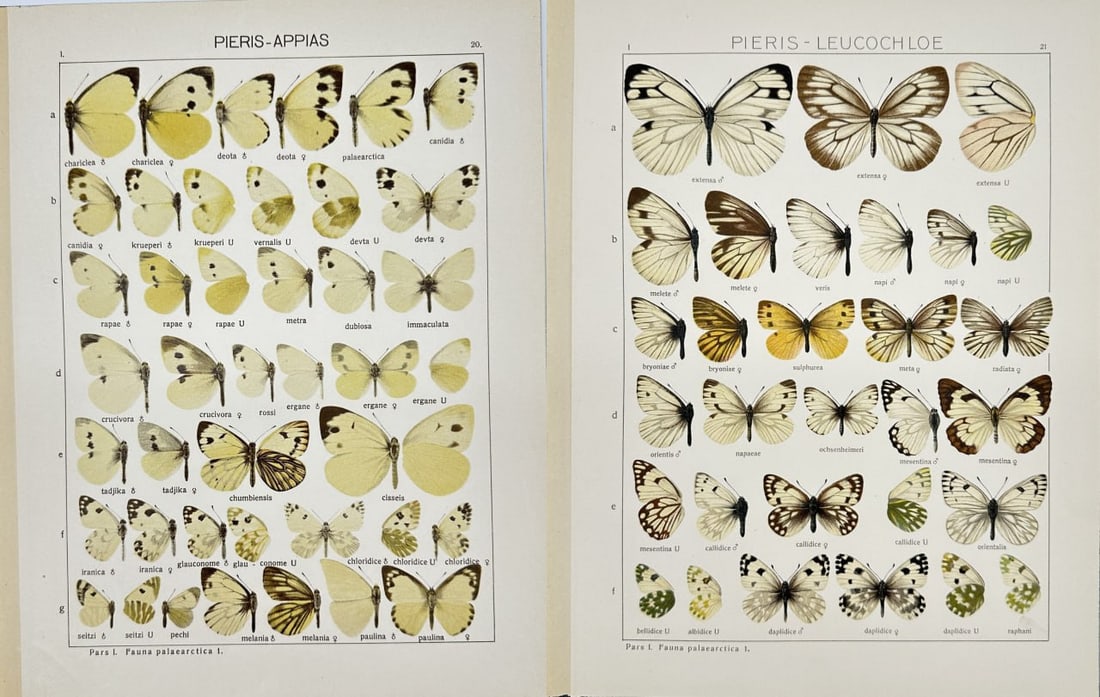 Adalbert Seitz (1860–1938) – Set of 2 Butterfly Prints – Pieris appias, Pieris leucochloe: This set of two antique chromolithographs showcases Pieris appias and Pieris leucochloe, two species of Asian butterflies from the Pieridae family. The illustrations highlight their subtle yet distinc