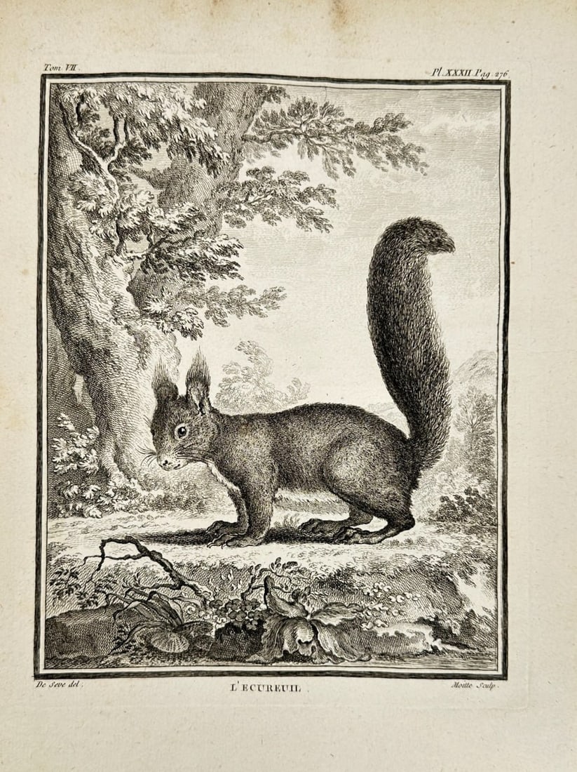 Jacques Eustache de Sève (1742–1788) – L'Écureuil / The Squirrel – Copperplate Engraving (1 of 3)