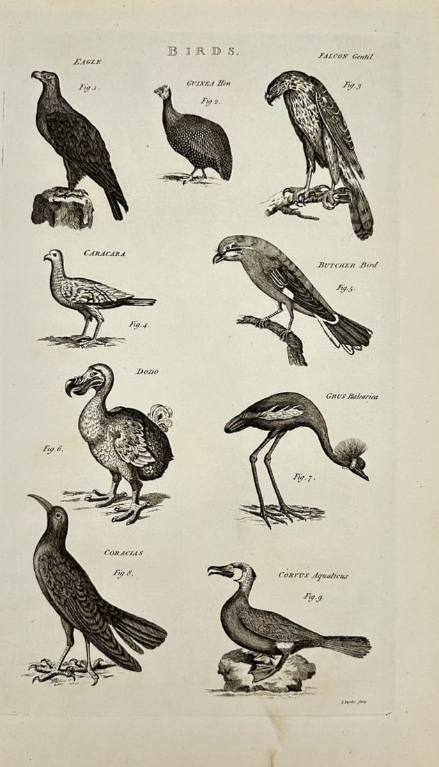 Isaac Taylor (1730–1807) – Birds: Eagle, Falcon, Dodo, Caracara, Grus Balearica - Engraving (1 of 3)
