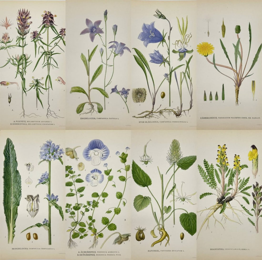 Carl Lindman (1856–1928) – Set of 8 Botanical Prints: Lousewort, Forest Bellflower, Marsh: This set includes eight antique chromolithographic botanical prints by Carl Lindman, produced for his celebrated work Nordens Flora, published in 1905. The species featured are Pedicularis (Lousewort)