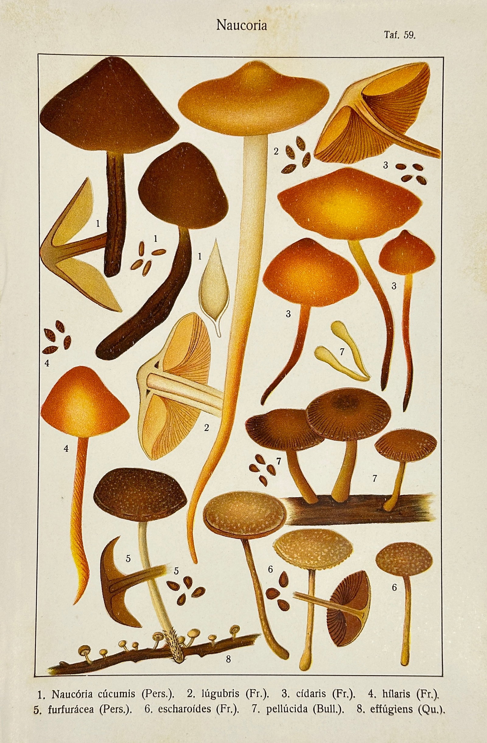 Carl Gustav Jablonsky – Naucoria Mushrooms – Copperplate Engraving (Late 18th Century): This vibrant copperplate engraving features various species from the genus Naucoria, known for their small, brown to orange-brown fruiting bodies often found in forested environments. The illustrated 
