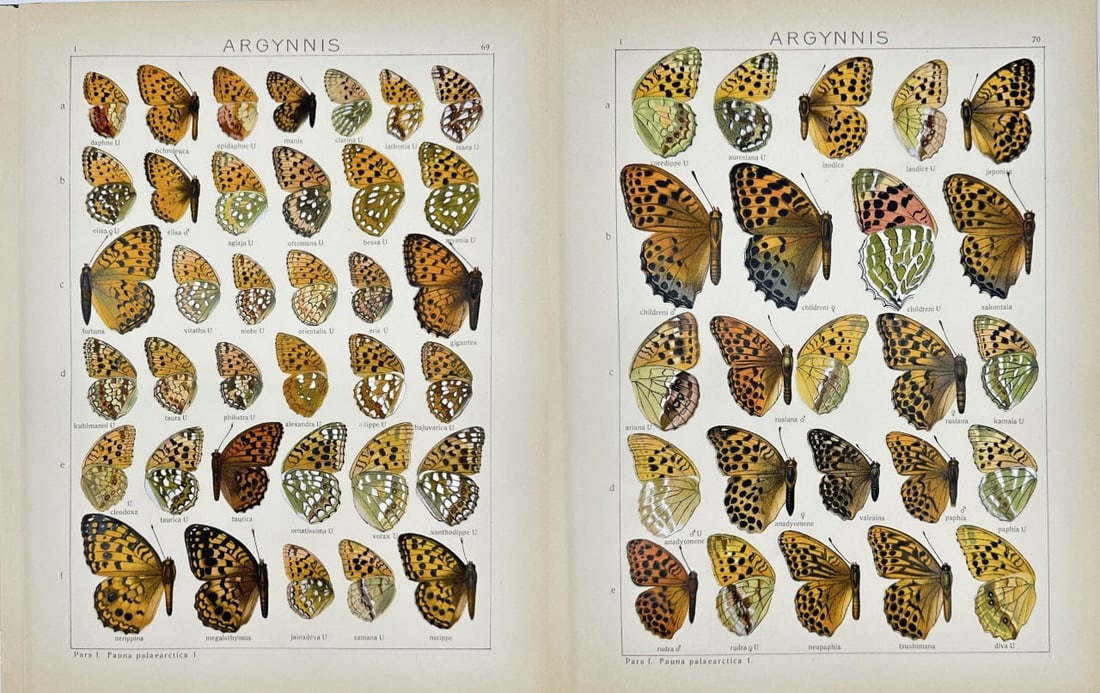 Adalbert Seitz – Argynnis Butterfly – Chromolithograph from Die Gross-Schmetterlinge der Erde: This vibrant chromolithograph depicts a butterfly from the genus Argynnis, part of the Nymphalidae family. It is from Adalbert Seitz’s monumental work Die Gross-Schmetterlinge der Erde (The Macrolep