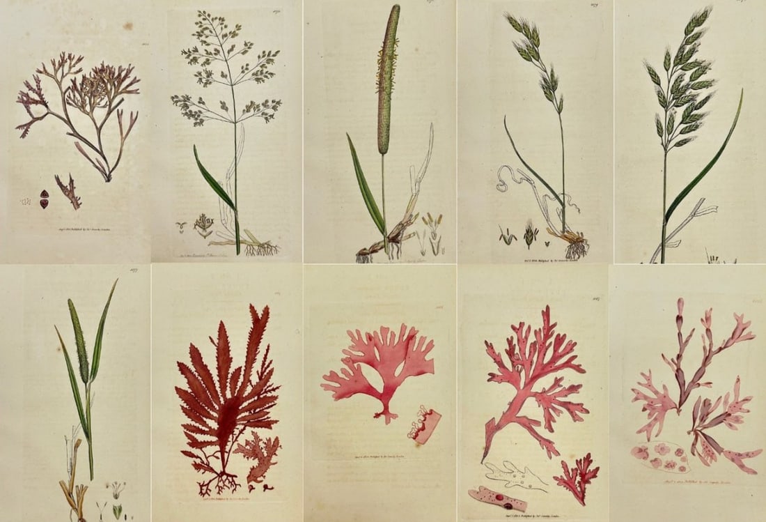 James Sowerby – Set of 10 Antique Botanical Prints – Bromus Racemofus: This set of 10 original hand-coloured engravings is from James Sowerby's English Botany or, Coloured Figures of British Plants, with their Essential Characters, Synonyms and Places of Growth, publishe