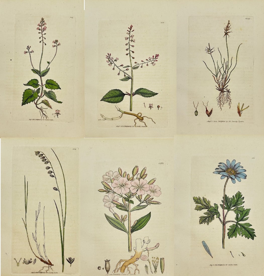 James Sowerby – Set of 6 Antique Botanical Prints – Anemone Apennina – Apennine: This set of 6 original hand-coloured engravings is from James Sowerby's English Botany or, Coloured Figures of British Plants, with their Essential Characters, Synonyms and Places of Growth, published