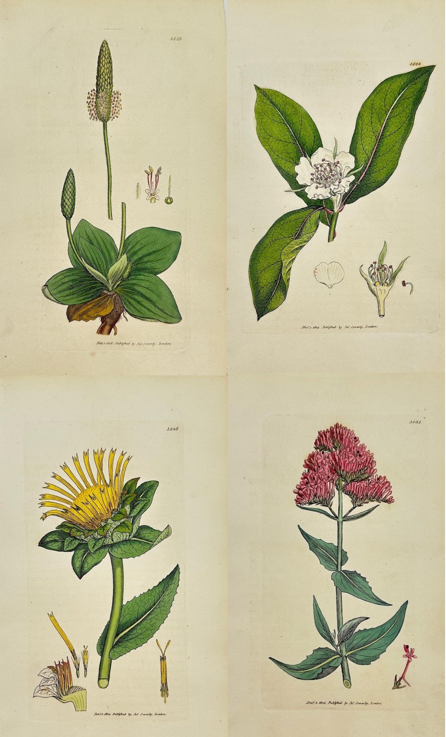 James Sowerby – Set of 4 Antique Botanical Prints – Plantago Media – Hoary (1 of 5)