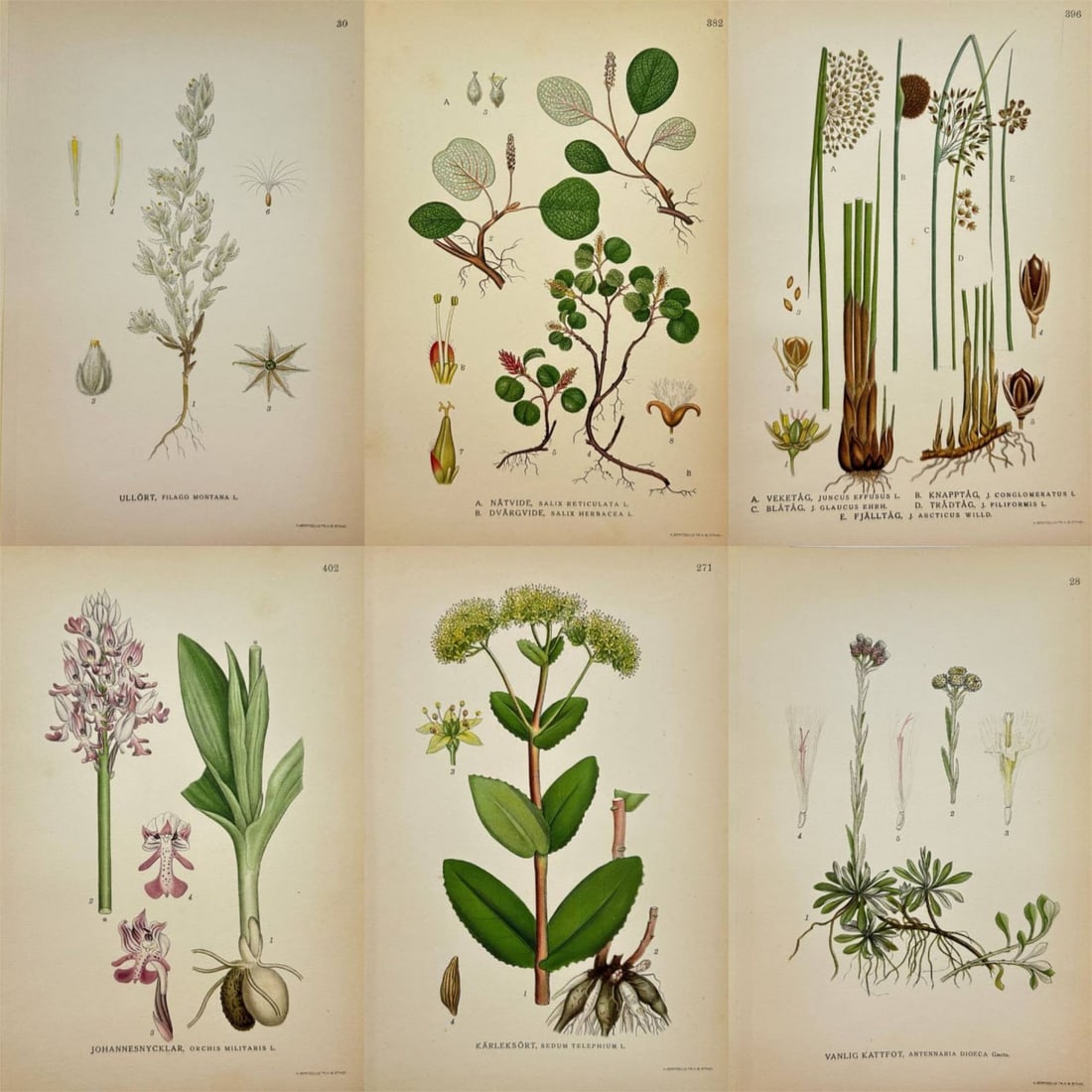 Carl Lindman – Set of 6 Antique Botanical Prints – Orchids, Willows, and Nordic Flora (1 of 7)