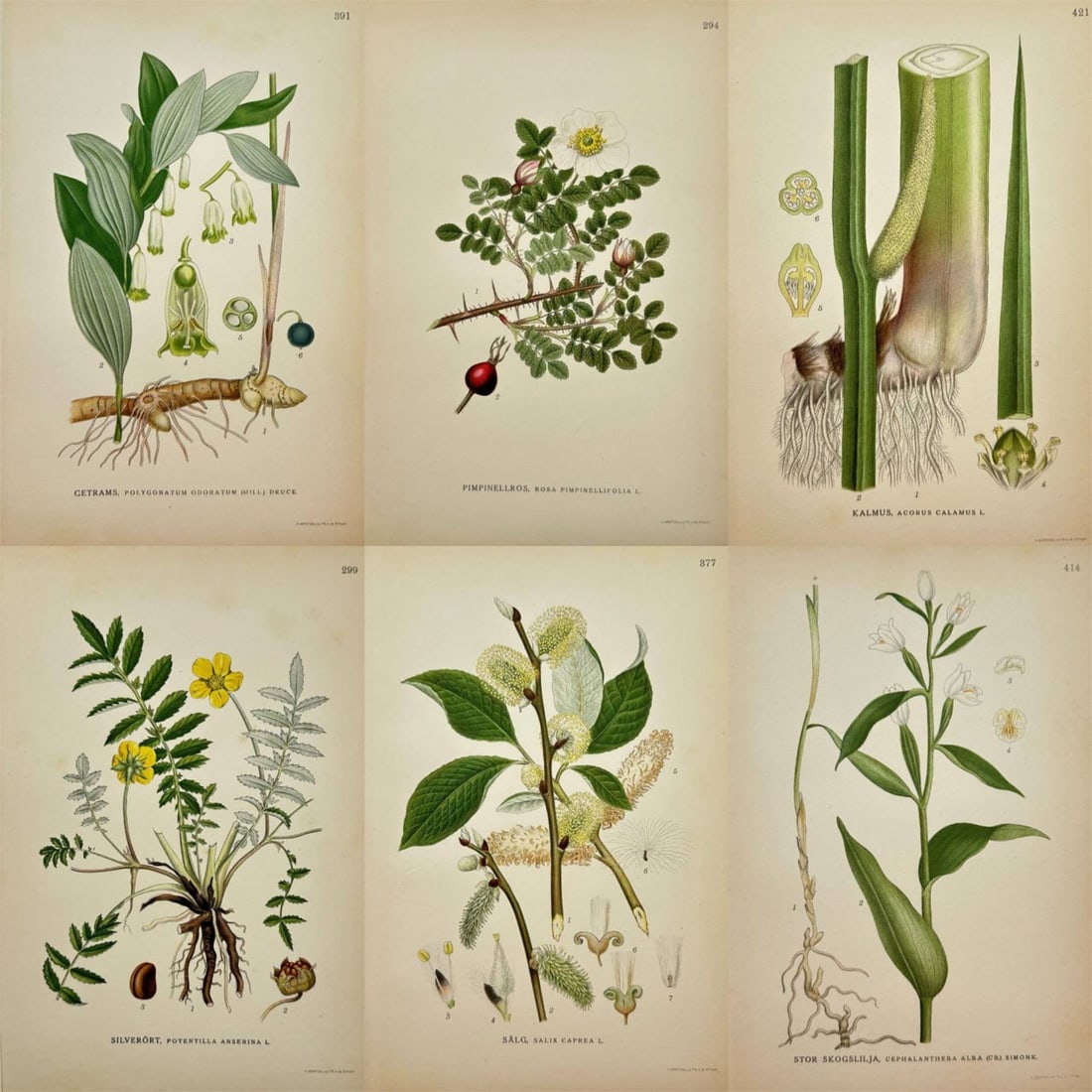 Carl Lindman – Set of 6 Prints – Solomon’s Seal, Silverweed, Burnet Rose, Goat Willow, Sweet (1 of 7)