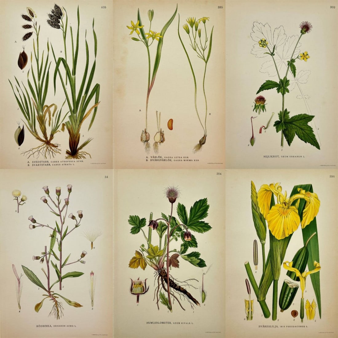 Carl Lindman – Set of 6  Prints – Dark Brown Sedge, Blue Fleabane, Gagea, Water Avens, Wood (1 of 7)