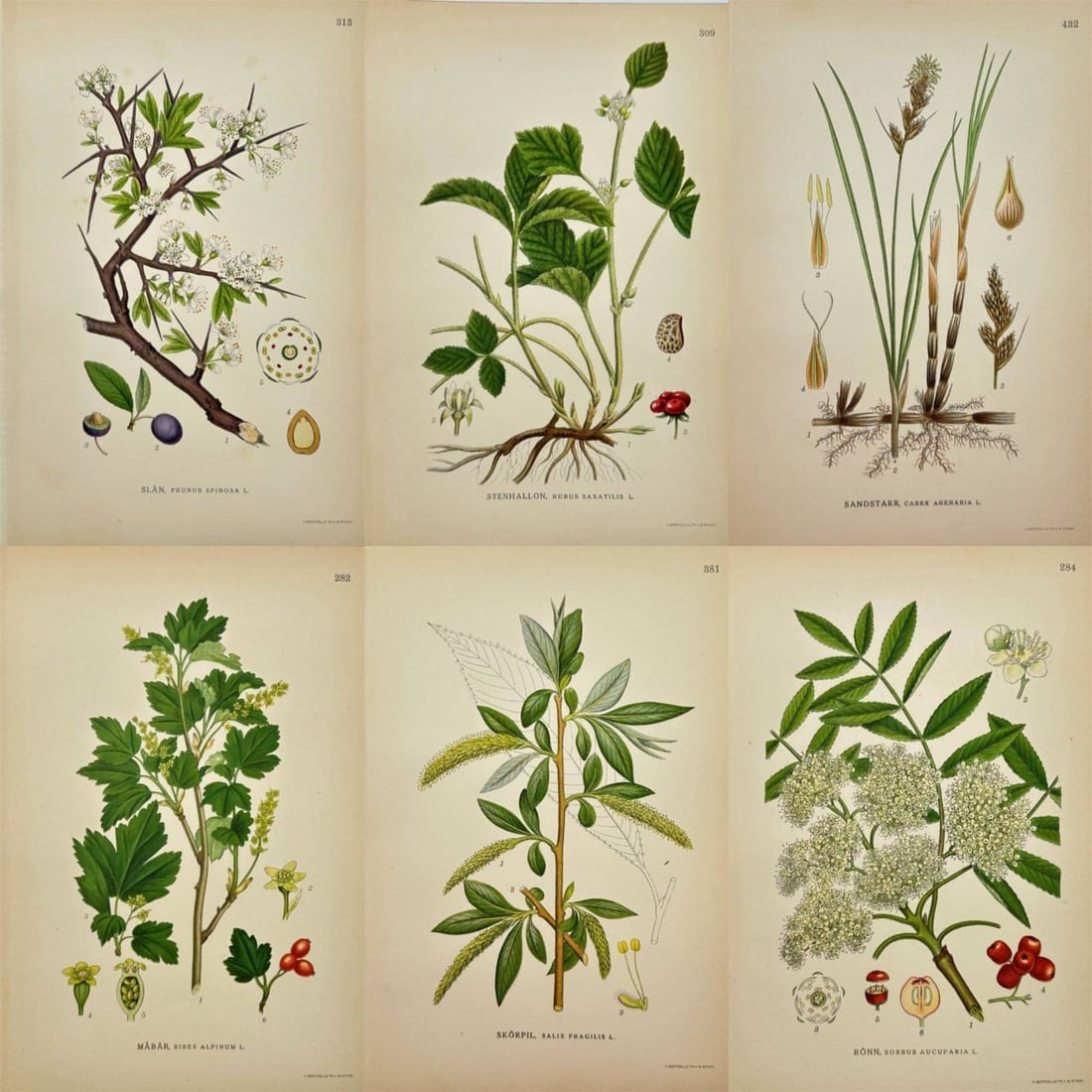 Carl Lindman – Set of 6 Prints – Blackthorn, Alpine Currant, Stone Bramble, Crack Willow: Set of six antique botanical chromolithographs by Carl Axel Magnus Lindman from Bilder ur Nordens Flora, illustrating Prunus spinosa (Blackthorn), Ribes alpinum (Alpine Currant), Rubus saxatilis (Ston