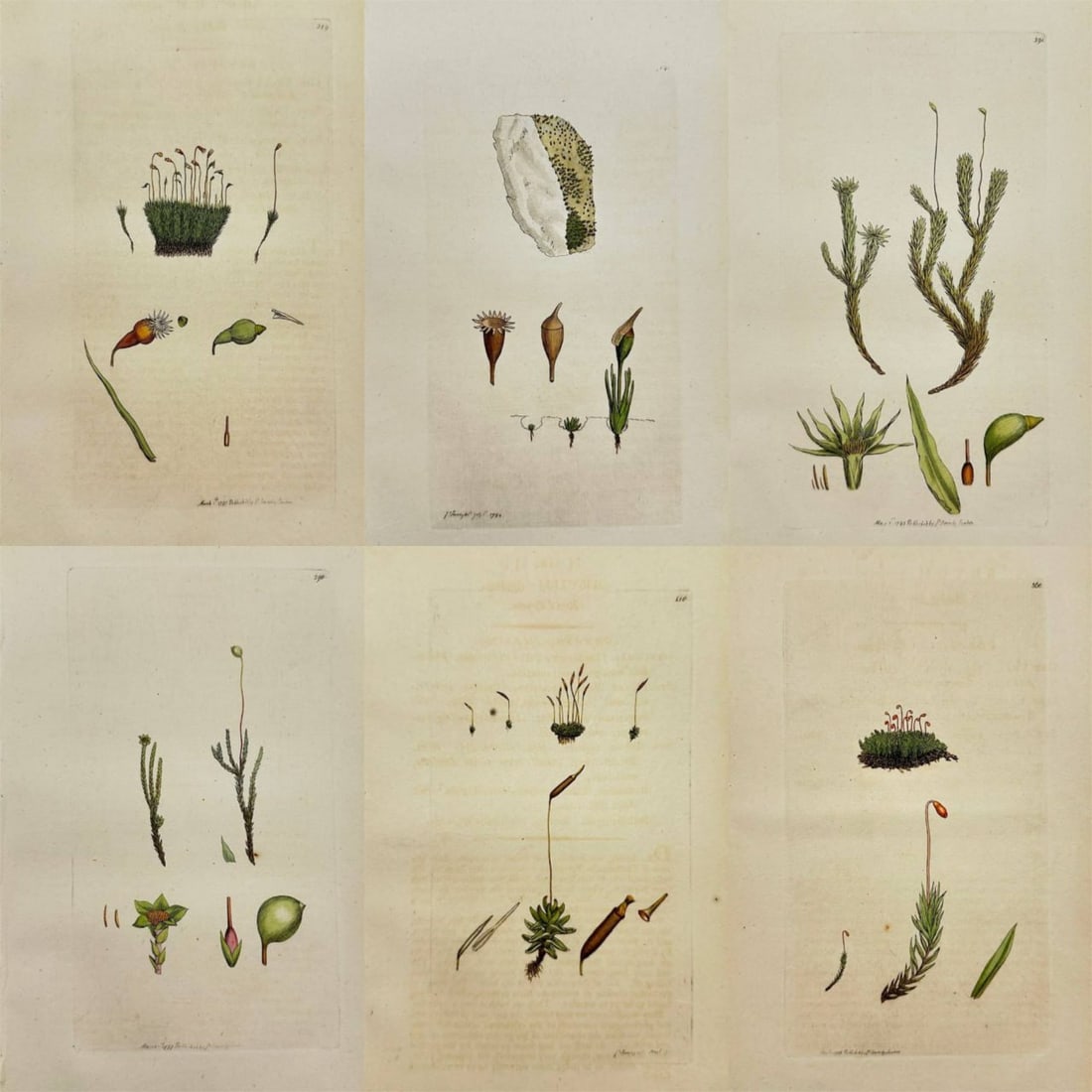 James Sowerby – Set of 6 Engravings – Golden Bryum, Chalk Bryum, Shining Bryum, Fountain Bryum: Original set of six hand-coloured botanical engravings by English naturalist and illustrator James Sowerby, featuring detailed studies of mosses from the genus Bryum: Bryum aureum (Golden Bryum), Bryu