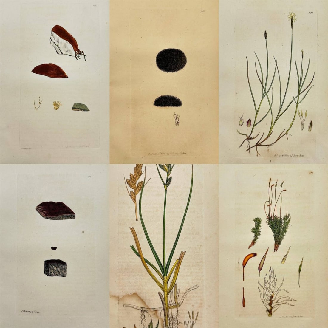 James Sowerby – Set of 6 Engravings – Broom Bryum, Golden Byssus, Black Rock Byssus: Original set of six hand-coloured botanical engravings by James Sowerby, featuring Bryum scoparium (Broom Bryum), Byssus aurea (Golden Byssus), Byssus nigra (Black Rock Byssus), Byssus purpurea (Purpl