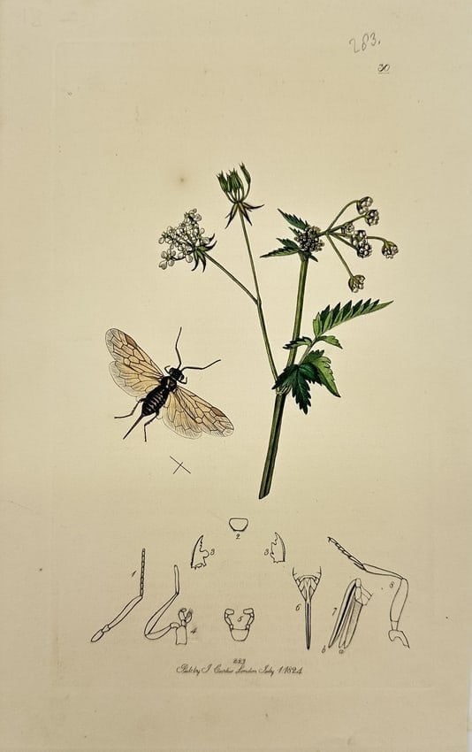 John Curtis (1791–1862) – Botanical Engraving of Plant and Insect – Plate 283 (1 of 3)
