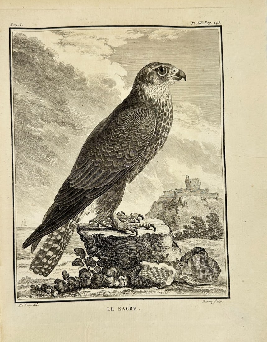 Jacques de Sève – Saker Falcon (Le Sacre) – Copperplate Engraving from Buffon’s Histoire (1 of 3)