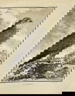 Jacques de Sève – Saker Falcon (Le Sacre) – Copperplate Engraving from Buffon’s Histoire: This striking copperplate engraving by Jacques de Sève, titled Le Sacre (Saker Falcon), presents the bird standing proudly on a rock ledge with a fortress in the distance and dramatic clouds enhancin