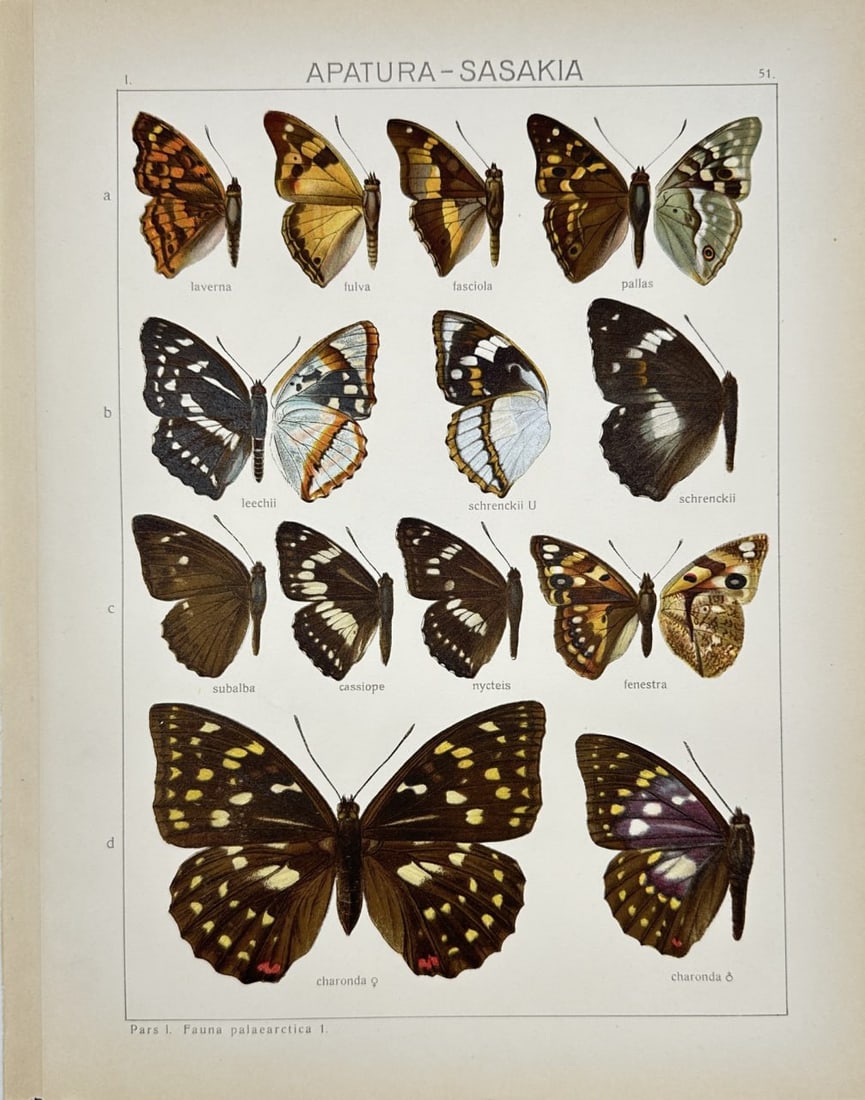 Adalbert Seitz – Mixed Butterflies and Moths – Chromolithograph from Die Gross-Schmetterlinge: This chromolithograph by Adalbert Seitz features a variety of butterflies and silk moths from Asia and the Old World tropics, presenting both common and exotic species. Each insect is shown in both do