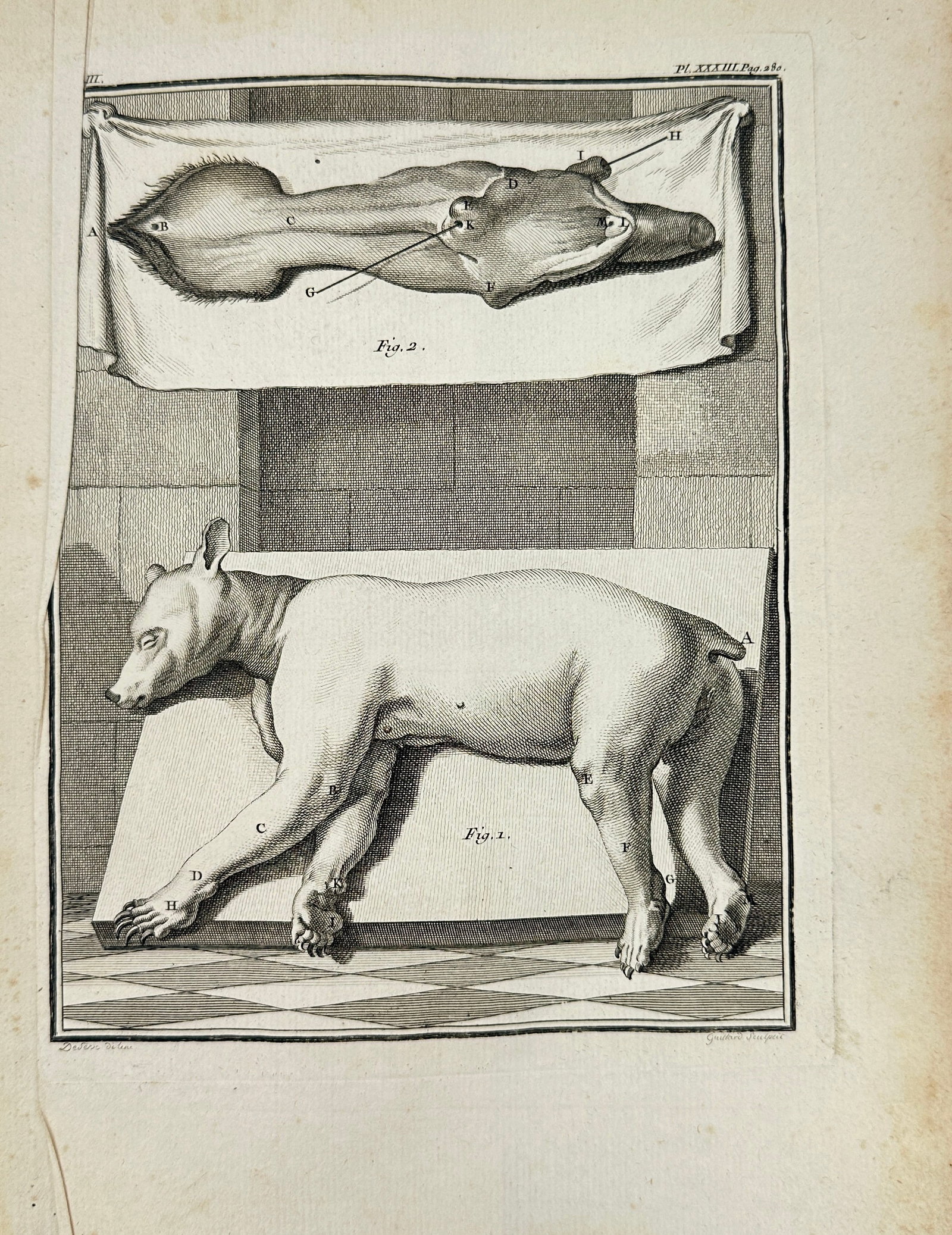 Jacques de Sève, Christian Gottlieb Fritzsch – Bear Anatomy – Copperplate Engraving (1792) (1 of 3)