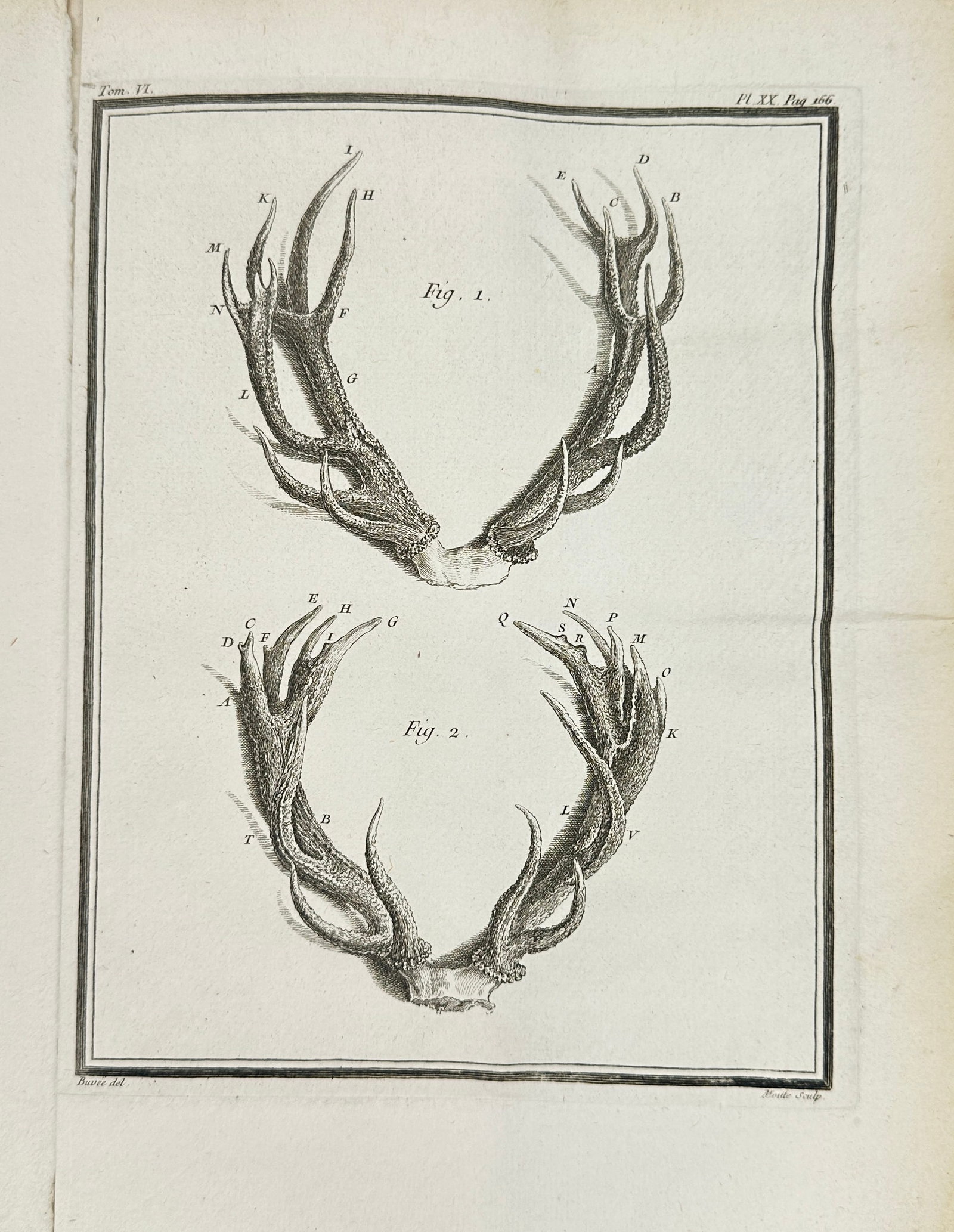 Jacques de Sève, Christian Gottlieb Fritzsch – Stag Antlers – Copperplate Engraving (1792) (1 of 3)