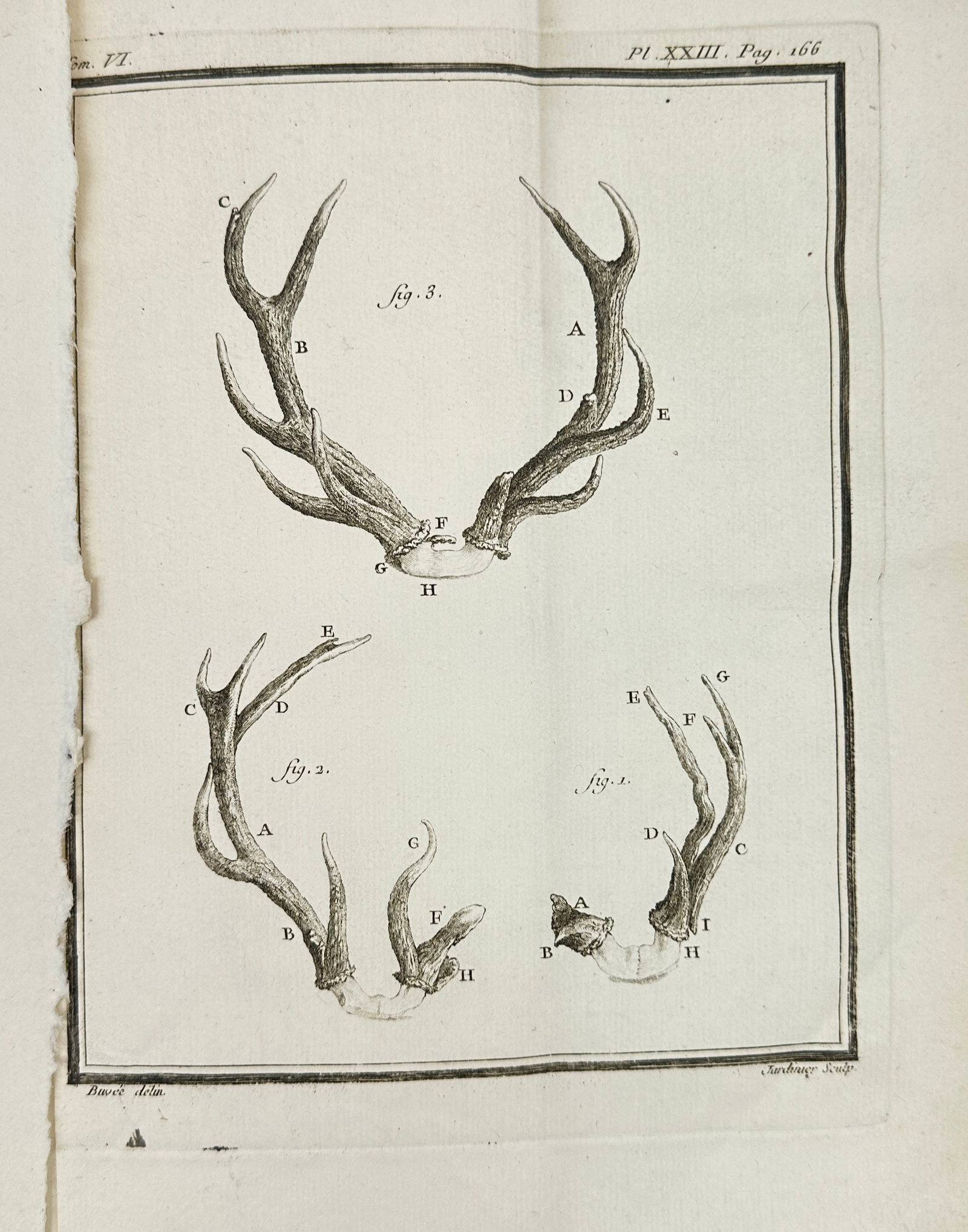 Jacques de Sève, Christian Gottlieb Fritzsch – Stag Antlers (Set of Three Studies) (1 of 3)