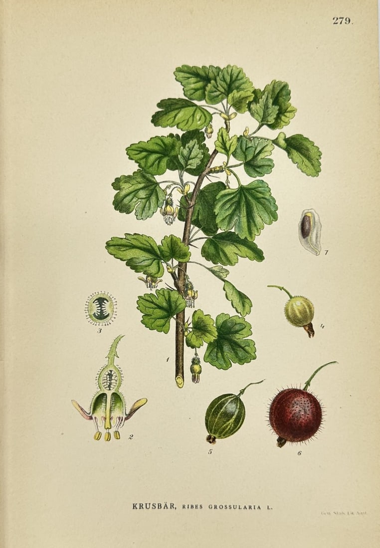Carl Lindman (1856–1928) – Ribes grossularia L. (Gooseberry) – Chromolithograph (1905) (1 of 2)
