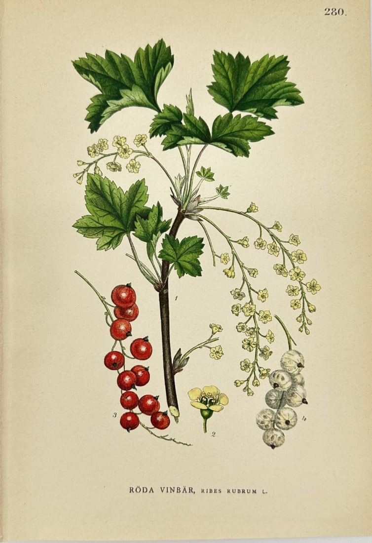 Carl Lindman (1856–1928) – Ribes rubrum L. (Red Currant) – Chromolithograph (1905): Original chromolithograph from Carl Lindman’s Bilder ur Nordens Flora, published in Stockholm by Wahlström & Widstrand in 1905. This botanical print depicts Ribes rubrum L., commonly known as Red C