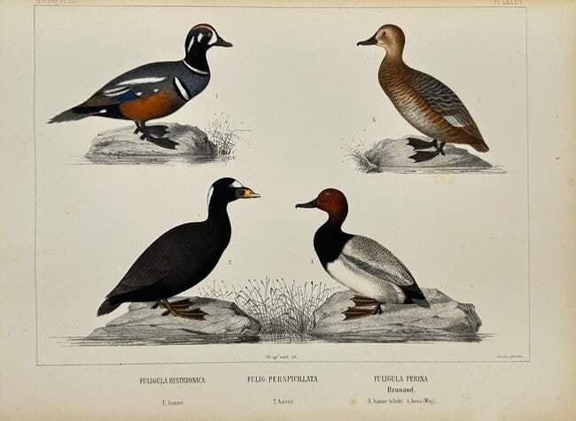 Peter Akerlund (c.1835–1871) – Harlequin Duck, Spectacled Eider, and Common Pochard (1 of 5)