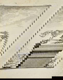 Georges-Louis Leclerc, Comte de Buffon  – Skeleton of a Small Mammal on a Pedestal: Copperplate engraving illustrating the skeleton of a small mammal displayed on a pedestal, rendered with scientific precision and artistic detail. This plate forms part of Georges-Louis Leclerc, Comte