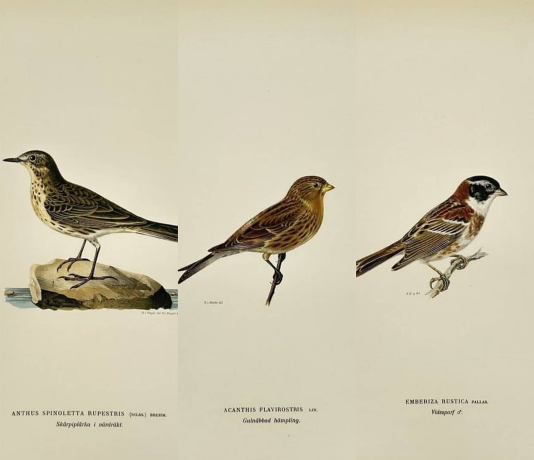 Magnus von Wright (1805–1868) – Set of 3 Chromolithographs from Svenska Foglar Efter Naturen (1 of 4)