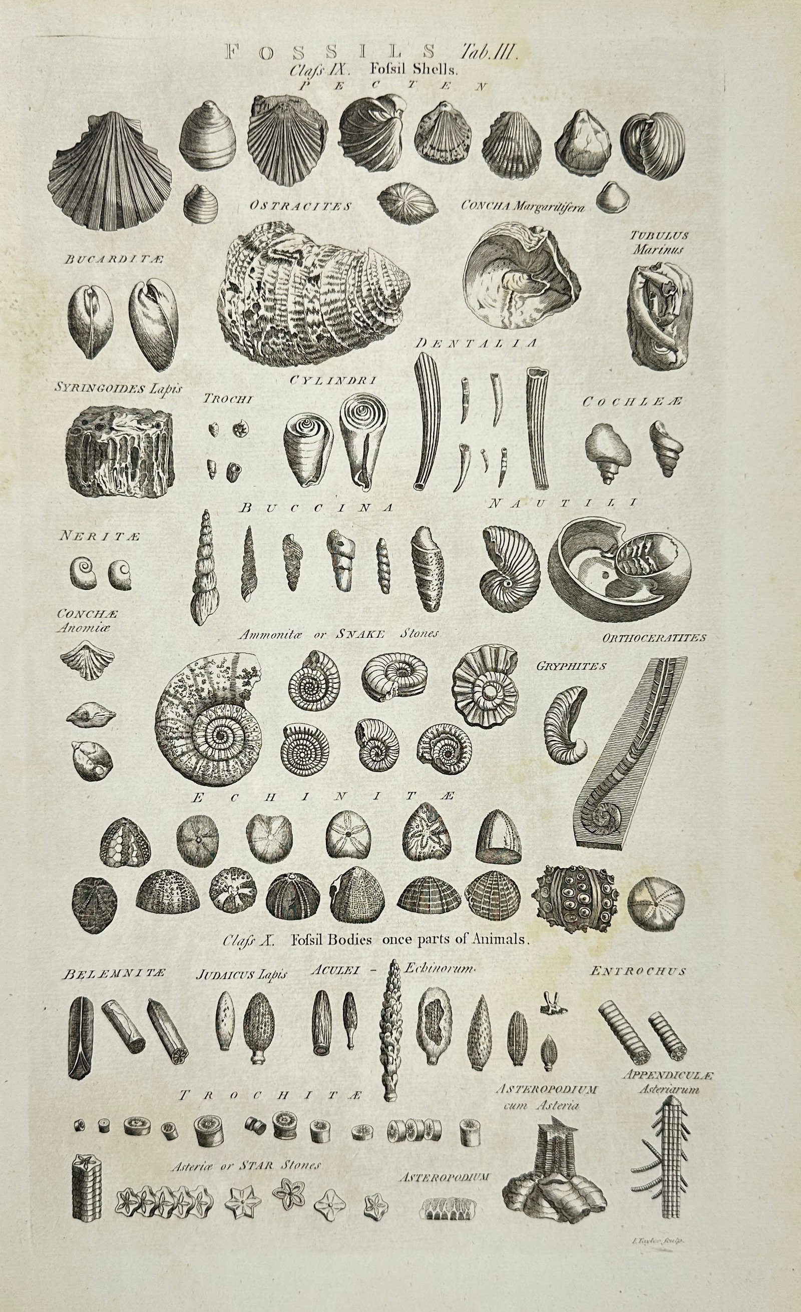 I. Taylor – Fossil Shells and Fossil Bodies – Etching – 18th Century: This detailed etching depicts a variety of fossils, including shells, ammonites, nautili, and other fossil bodies that were once parts of animals. The illustration offers a scientific study of fossili