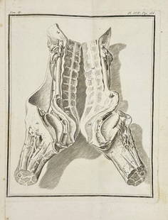 Georges Louis Leclerc, Comte de Buffon  – Anatomical Plate from Volume III – Engraving: This detailed anatomical engraving by Georges Louis Leclerc, Comte de Buffon, illustrates a precise dissection of animal anatomy, focusing on musculature and skeletal structures. The plate is part of