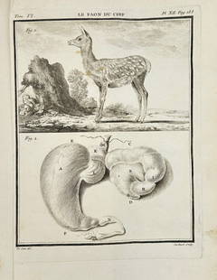 Georges Louis Leclerc, Comte de Buffon – Le Faon du Cerf (Fawn of the Deer) – Anatomical Plate: This 18th-century engraving shows a detailed depiction of a fawn alongside anatomical studies of its internal organs. The work reflects the naturalistic and scientific approach of Georges Louis Lecler